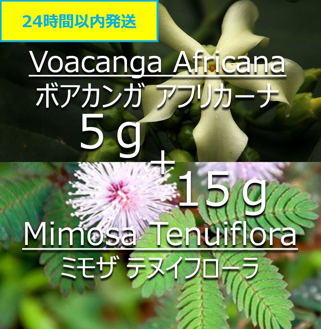 【無農薬】天然染料 ボアカンガ 5g & ミモザ 15g ずつお試しセット