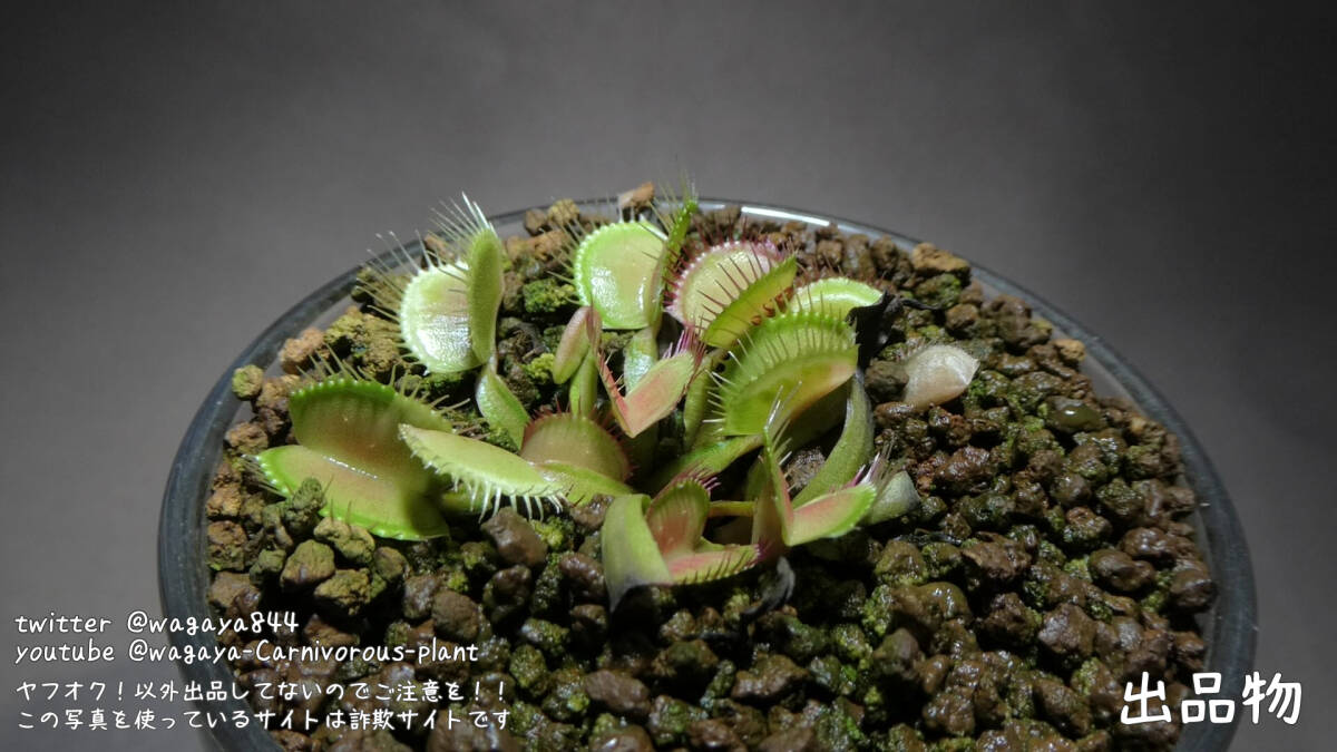 Dionaea Variegata Cactus Osada A -食虫植物 パルダリウム 熱帯植物 山野草の画像3