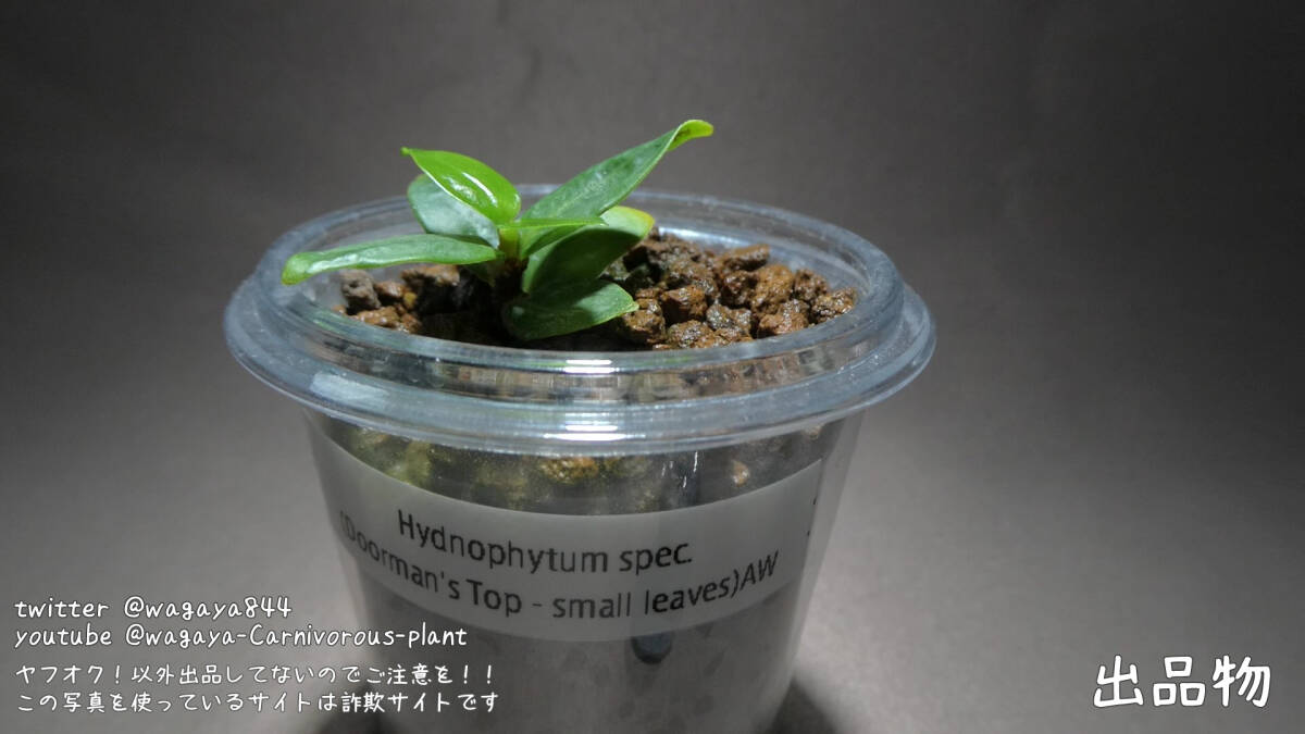 Hydnophytum spec. (Doorman's Top - small leaves) -アリ植物 着生植物 パルダリウム 熱帯植物 山野草 塊根植物_画像1