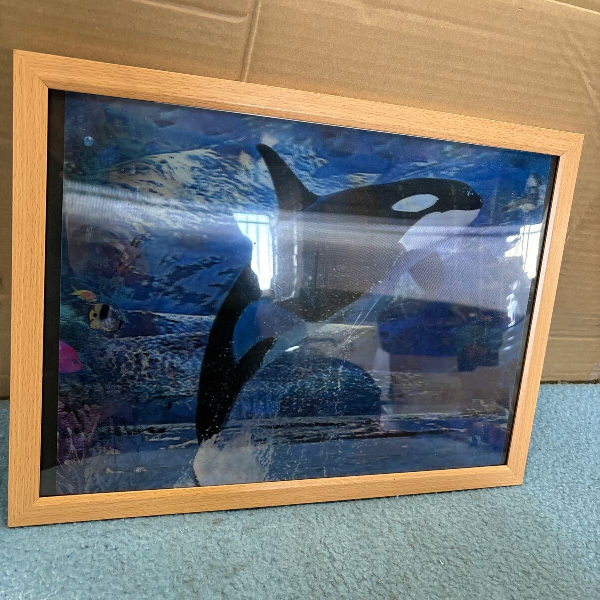 3Dアート アートフレーム 海の絵 海中 シャチ イルカ ウミガメ 3パターン 壁掛け インテリア の画像2