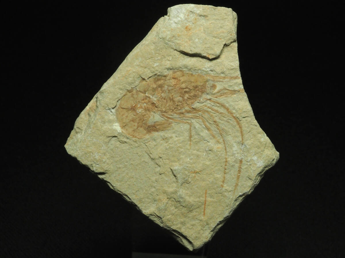  креветка. окаменелость [Carpopenaeus callirostris][49 g] leve non вместе мир местного производства / рыба / динозавр / краб /./ море .
