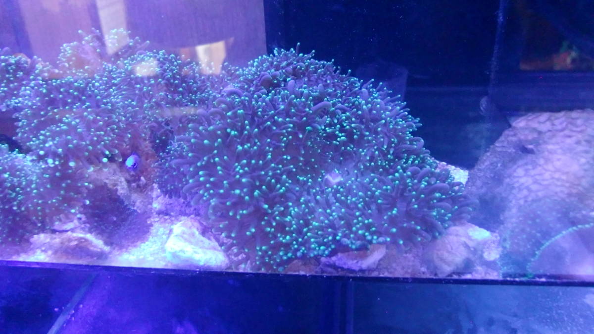 水槽で増殖したもの・ディスクコーラルヘアリータイプ蛍光グリーン（1個付）4～5ｃｍ位・サンゴ岩付 ソフトコーラル サンゴ （A）の画像6