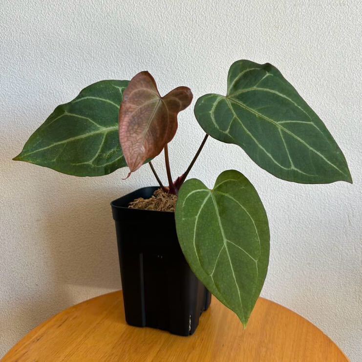 Yahoo!オークション - Anthurium King of Spades アンスリウム Yahoo!オークション - Anthurium King of Spades アンスリウム