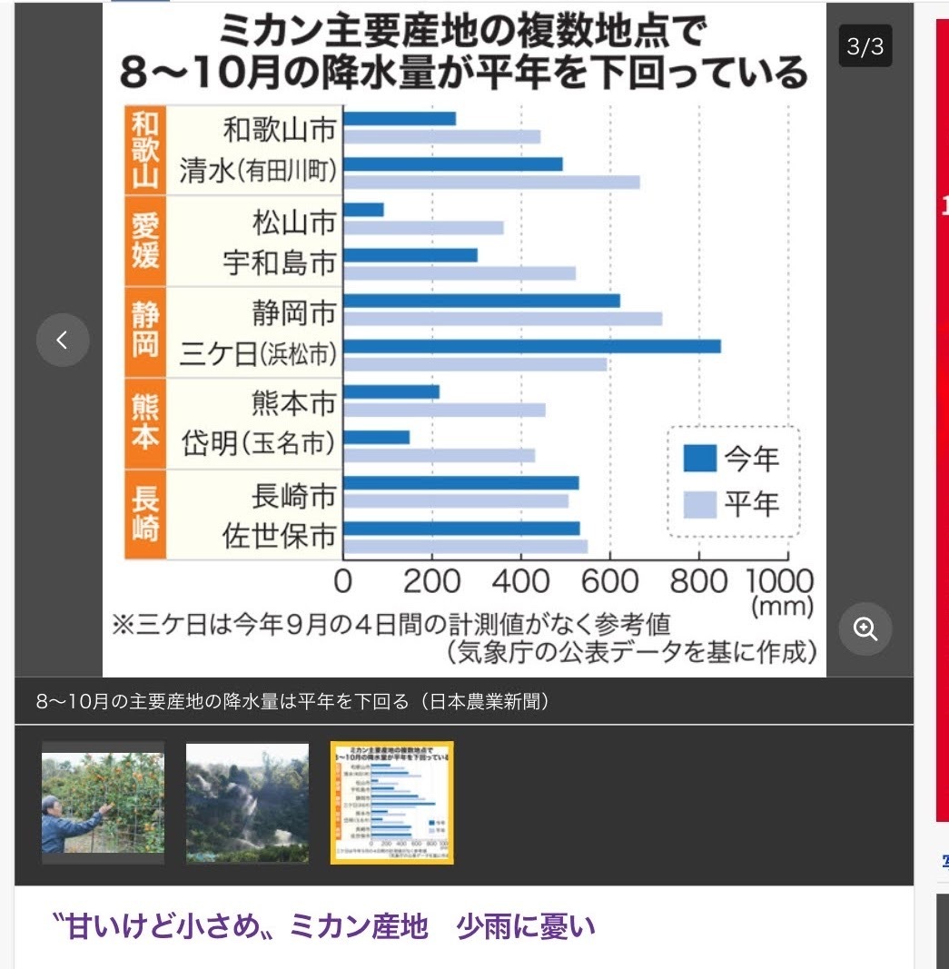 全国送料無料　3月店頭普通サイズL玉　5kgみかん専用箱にぎゅうぎゅういっぱい　弥生紅になれなかった家庭用いよかん伊予柑　愛媛中島産55_画像10