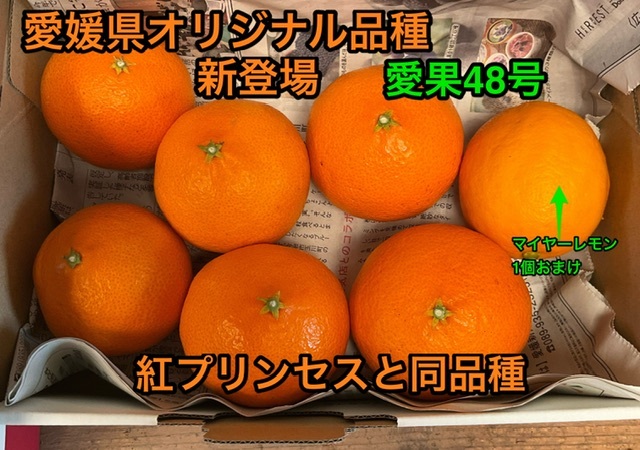 こちら入れて2箱限定　愛媛県限定栽培みかん　紅プリンセスと同品種　愛果48号　マイヤーレモン1個　ゆうパケットプラスで全国送料無料　③_右端はマイヤーレモンです