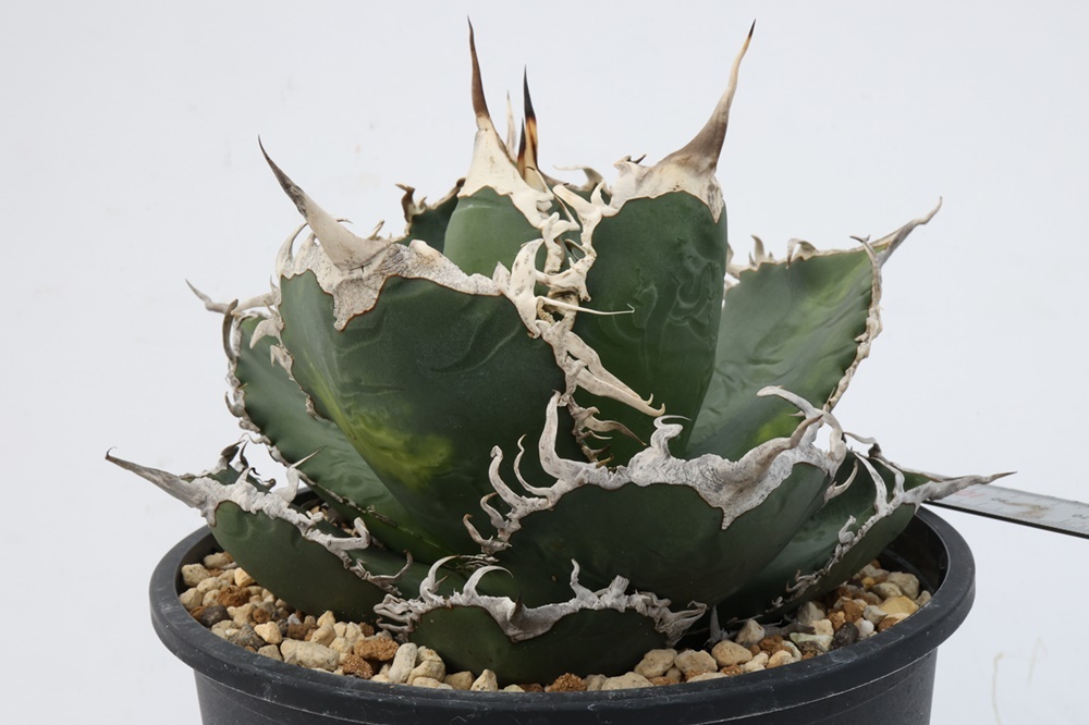 Agave titanota アガベ チタノタ oteroi オテロイの画像4