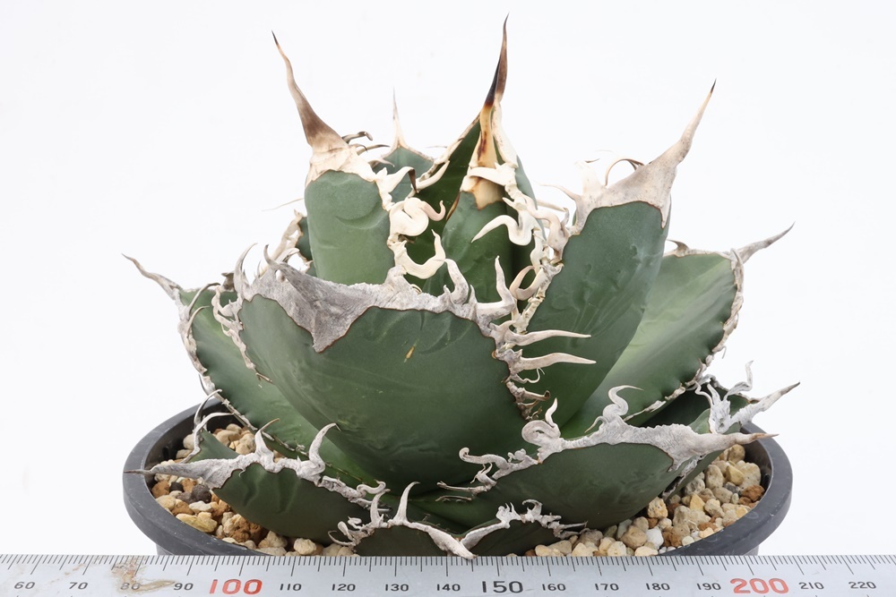 Agave titanota アガベ チタノタ oteroi オテロイの画像1