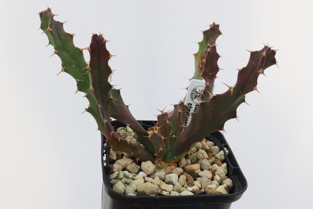 Euphorbia clavigera ユーフォルビア　クラビゲラ_画像1