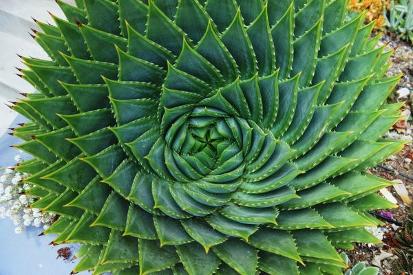 Aloe polyphylla アロエ ポリフィラ 種子 10粒　_参考画像