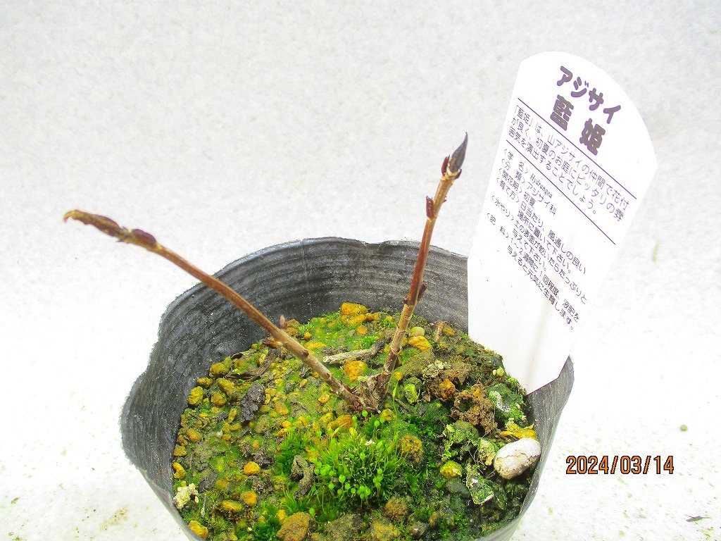 [緑の市場]山アジサイ 藍姫 抜き苗発送 (31427)＊定形外郵便発送：送料無料※鉢無/用土(根鉢)無の画像3