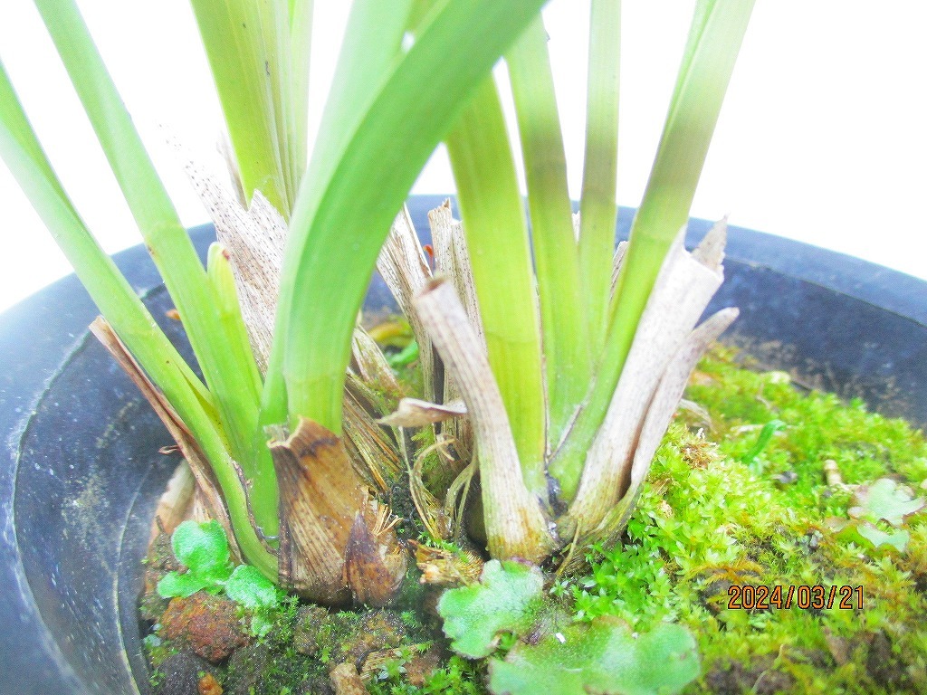 [緑の市場]蜜蜂誘引蘭 キンリョウヘン 常盤錦 花芽付(W32140)全高：40㎝＊同梱包対応「まとめて取引」厳守＊100サイズ送料明記_画像2