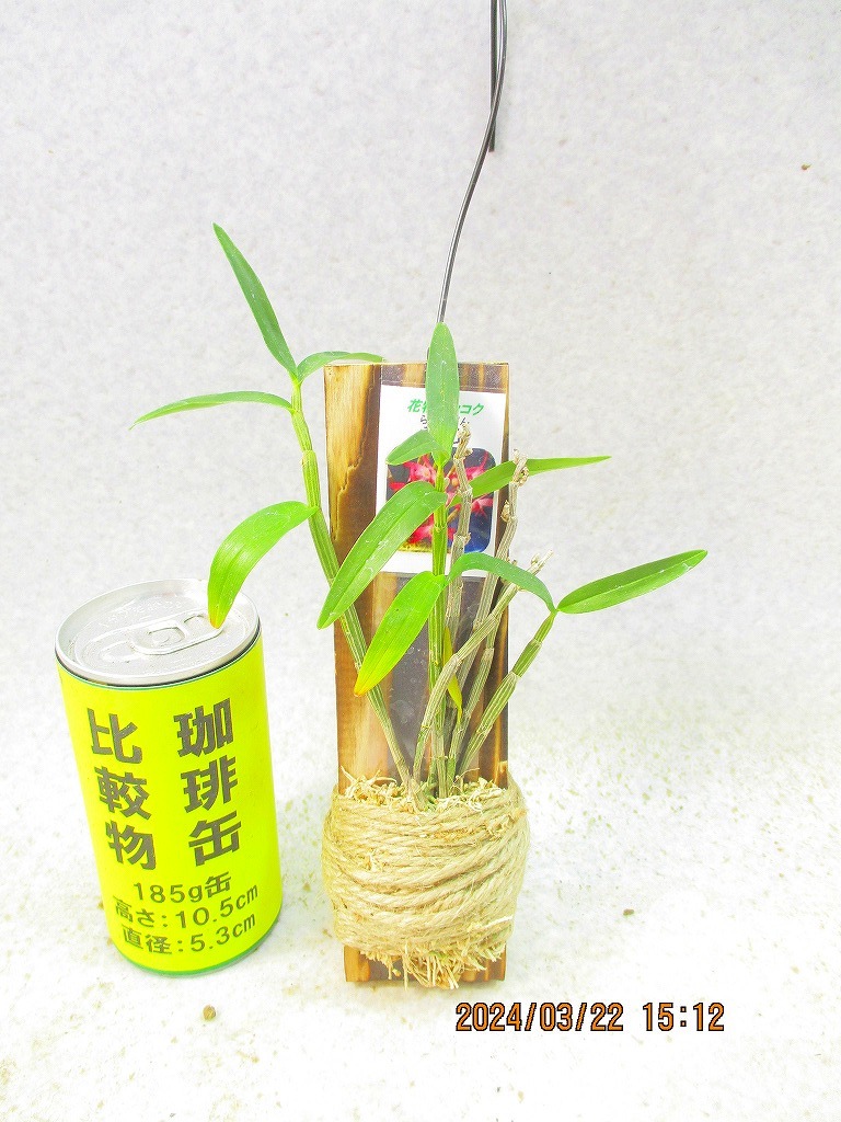 [ зеленый. рынок ] длина сырой орхидея . гора с табличкой (32232N) изображение полная высота :18.* нестандартная пересылка отправка : бесплатная доставка *