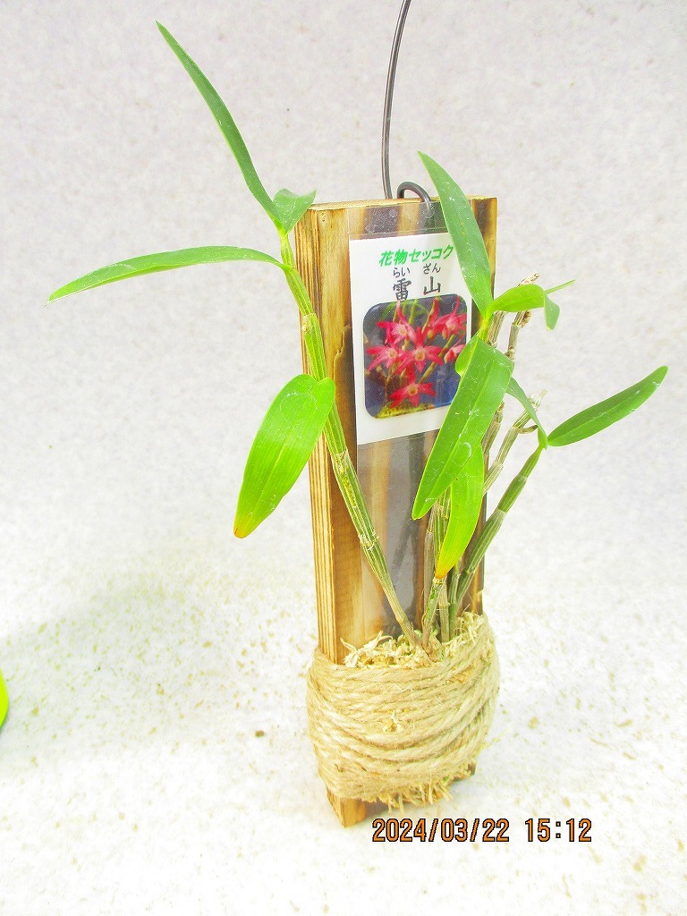 [ зеленый. рынок ] длина сырой орхидея . гора с табличкой (32232N) изображение полная высота :18.* нестандартная пересылка отправка : бесплатная доставка *