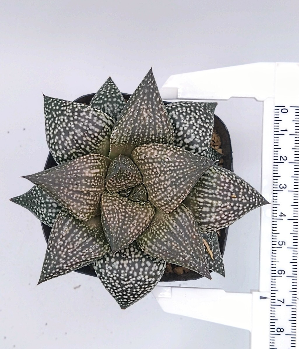 ハオルチア　ピクタ　‘海皇×海ほたる’　多肉植物 Haworthia ハオルシア_画像3