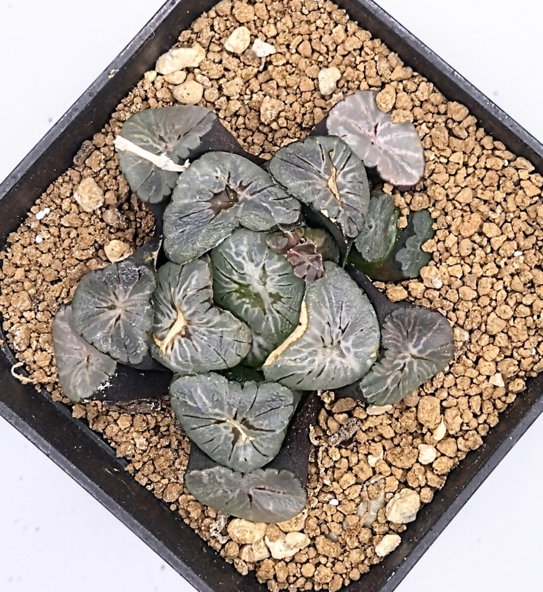 ハオルチア 万象 ミレニアム|観葉植物 ハオルチア 万象 ミレニアム|観葉植物
