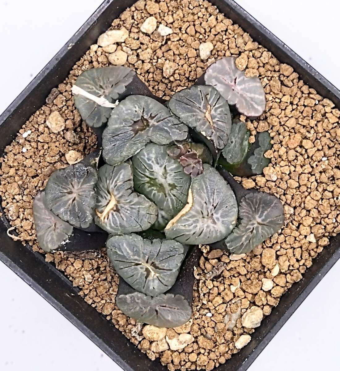 現品出品　ハオルチア　万象　‘ミレニアム’　カキコ付き　多肉植物 Haworthia ハオルシア_画像1