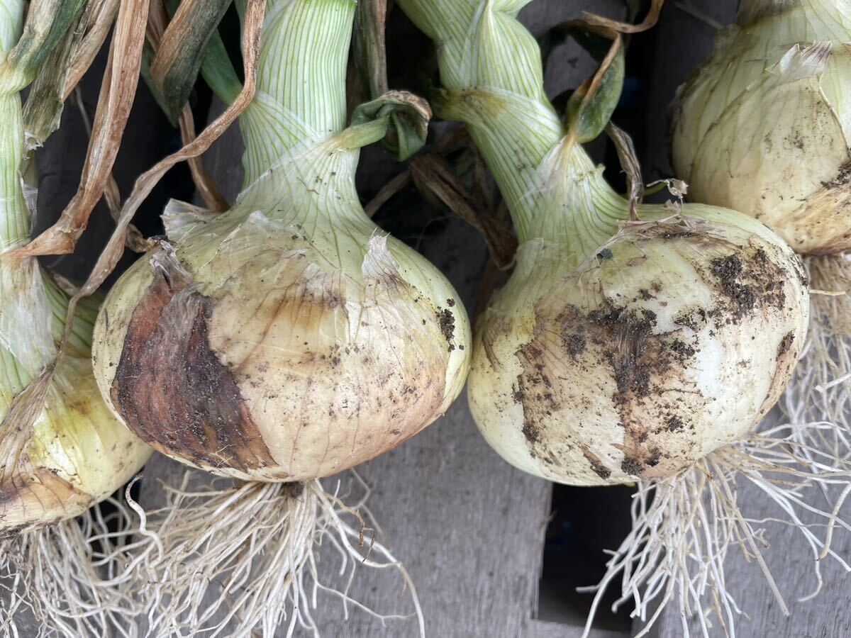  Awaji Island новый шар лук порей 20 kilo [ есть перевод ] остаток незначительный 