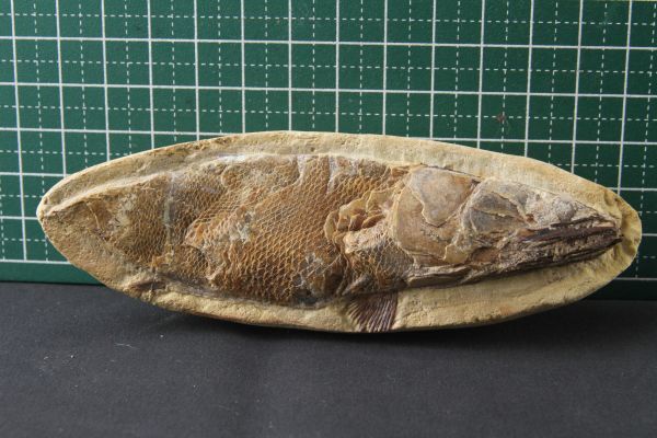 古代魚化石 重量148g程度 時代名称不明 現状にて_画像2