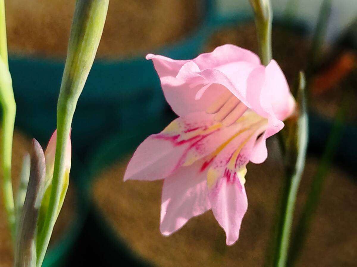 激レア！！　南ア小型球根 種子　Gladiolus brevifolius　グラジオラス・ブレビフォリウス　種子10粒_画像1