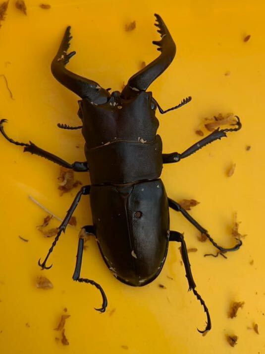 壱岐勝本町産ノコギリクワガタ　2ペア♂68.9mm♀39.6mm等_画像4