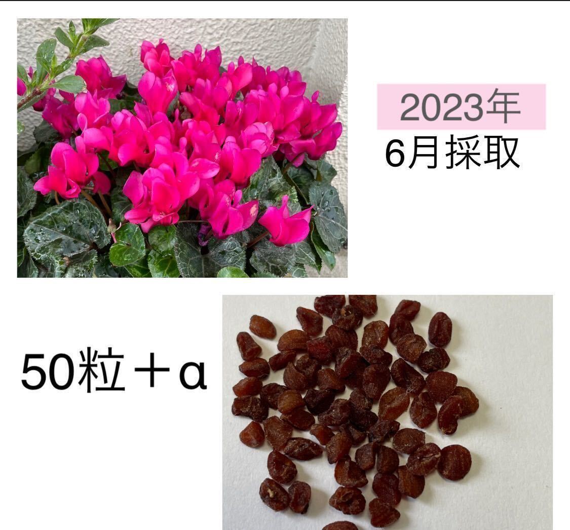 2023年6月 採取シクラメン種 50粒αの画像1