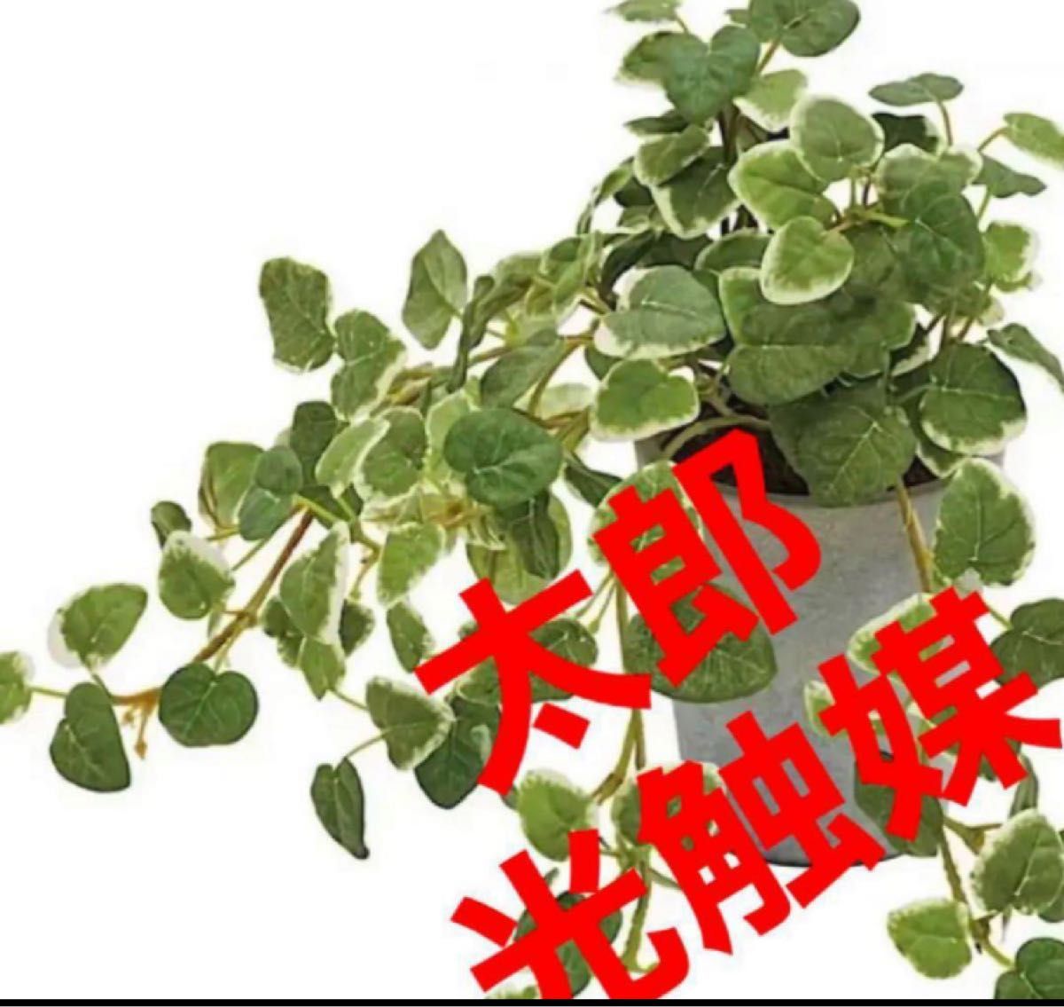 光触媒　人工観葉植物　ウォールグリーン　フェイクグリーン　プミラポット24