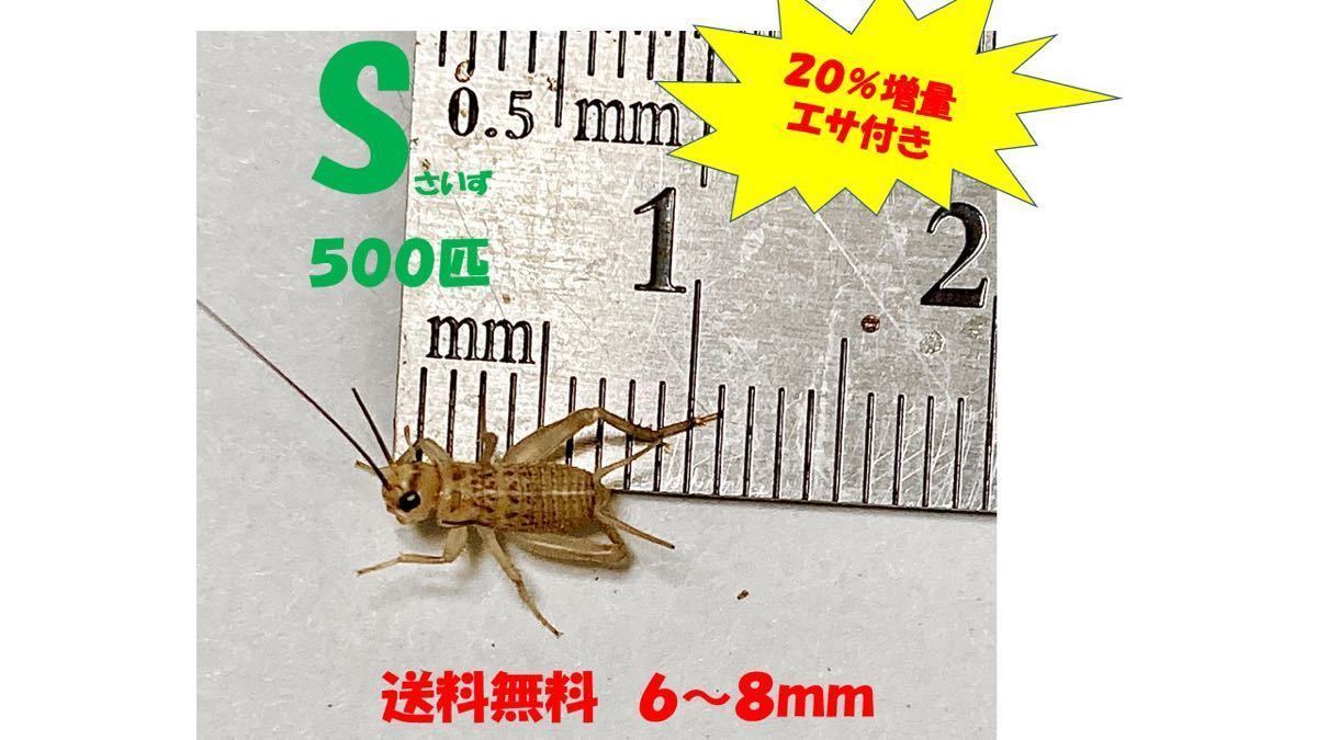 《全国配送》《送料無料》《20％増量》　　　《エサ付き》Ｓ6〜8mm 500匹イエコオロギ　クロコオロギ　フタホシコオロギ_画像1