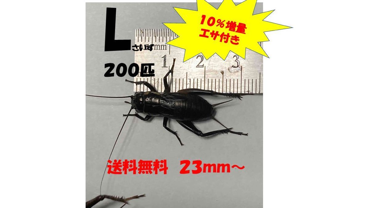 《全国配送》《送料無料》《10％増量》　　　《エサ付き》 Ｌ23〜3mm 200匹クロコオロギ　イエコオロギ　フタホシコオロギ_画像1