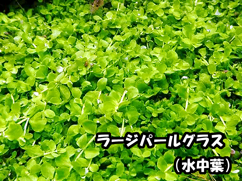  water plants 8 kind set start .. person is especially underwater leaf . recommended! underwater leaf only! easy * introduction kind [ red series beautiful kind * Moss *ro cod etc. ] less pesticide addition . possibility 