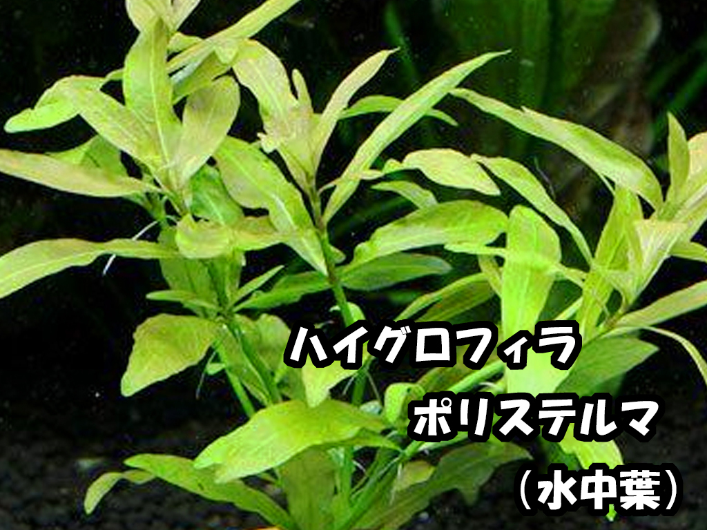 水草８種セット　はじめての人は特に水中葉がオススメ！水中葉のみ！ 簡単・入門種 【赤系美種・モス・ロタラ等】 無農薬　追加も可能_画像10