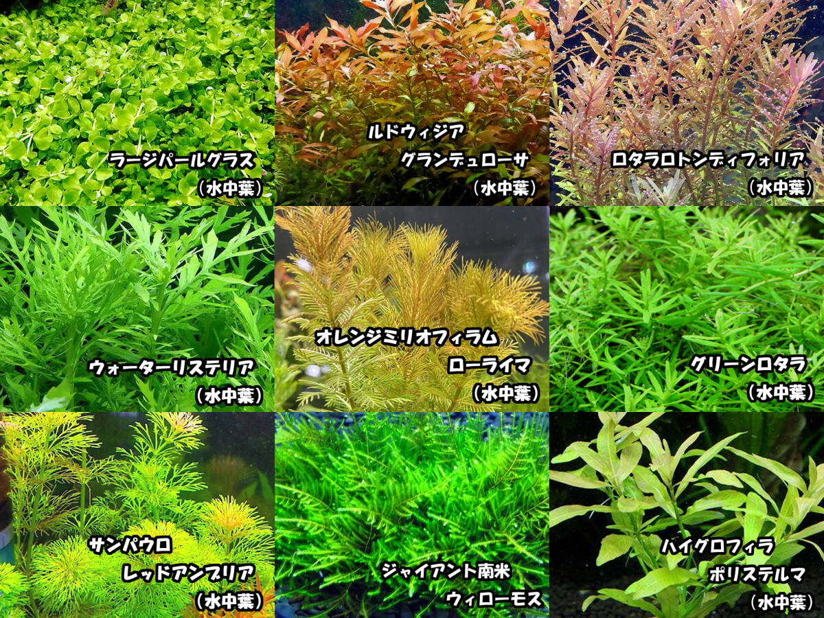  water plants 8 kind set start .. person is especially underwater leaf . recommended! underwater leaf only! easy * introduction kind [ red series beautiful kind * Moss *ro cod etc. ] less pesticide addition . possibility 