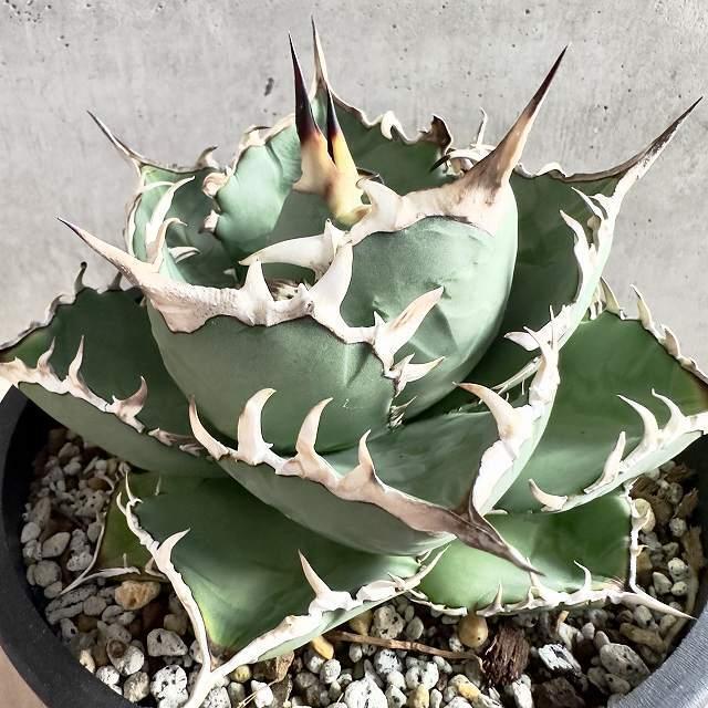 現品】キンカンソテツ/金冠蘇鉄 8号 Z9番 観葉植物 現品】キンカンソテツ/金冠蘇鉄 8号 Z9番 観葉植物