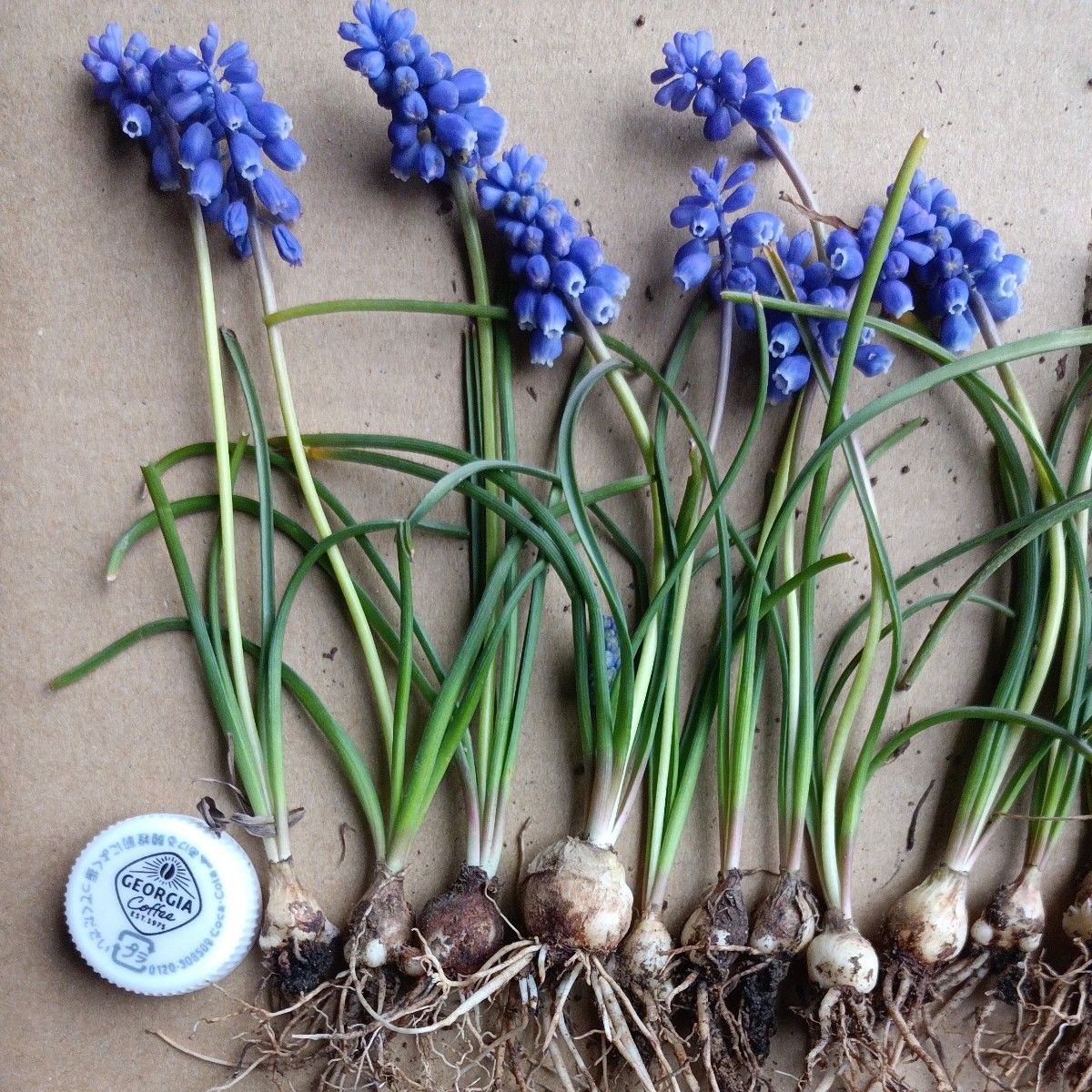 ムスカリ 青紫色 15本 耐寒性が強い すべて花付き 来年もすべて咲きます 現物写真です 4-2