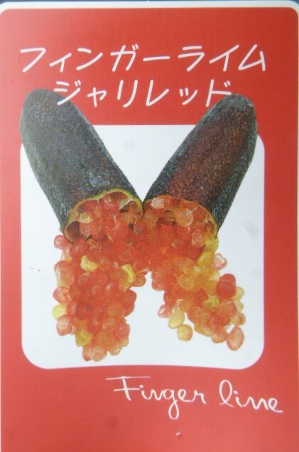 即決1980円 P♪柑橘系果樹苗フィンガーライム・ジャリレッド_画像1