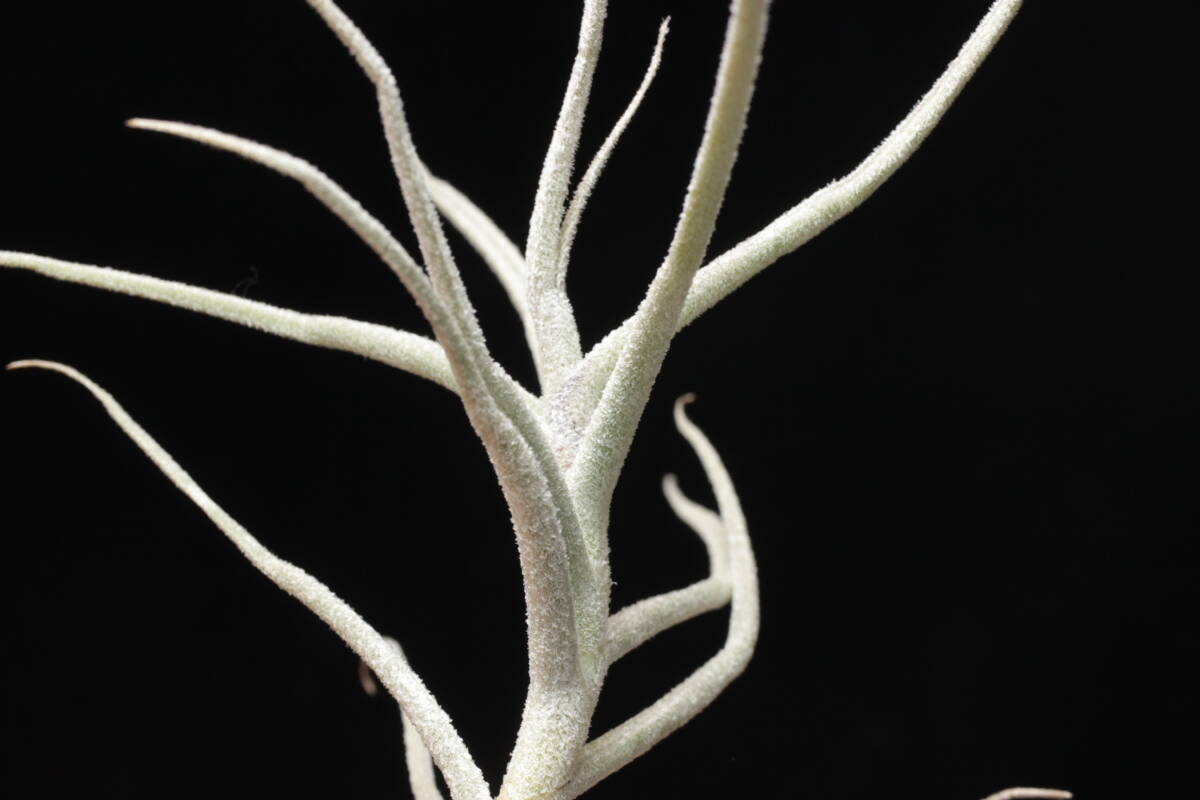 Tillandsia arhiza forma minor　ティランジア　ブロメリア_画像2