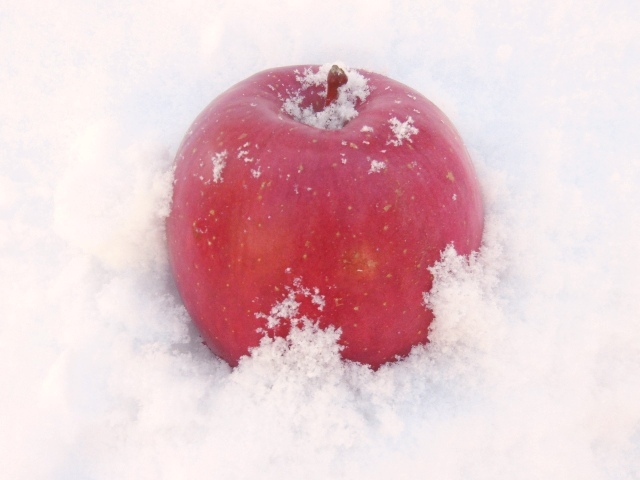 ◆残り僅か◆エコファーマー直送◆春でも美味しい「雪室りんご」ふじ 小玉加工用 約10kg◆丸ごと使える◆有機肥料◆減農薬◆青森県産りんご_画像1