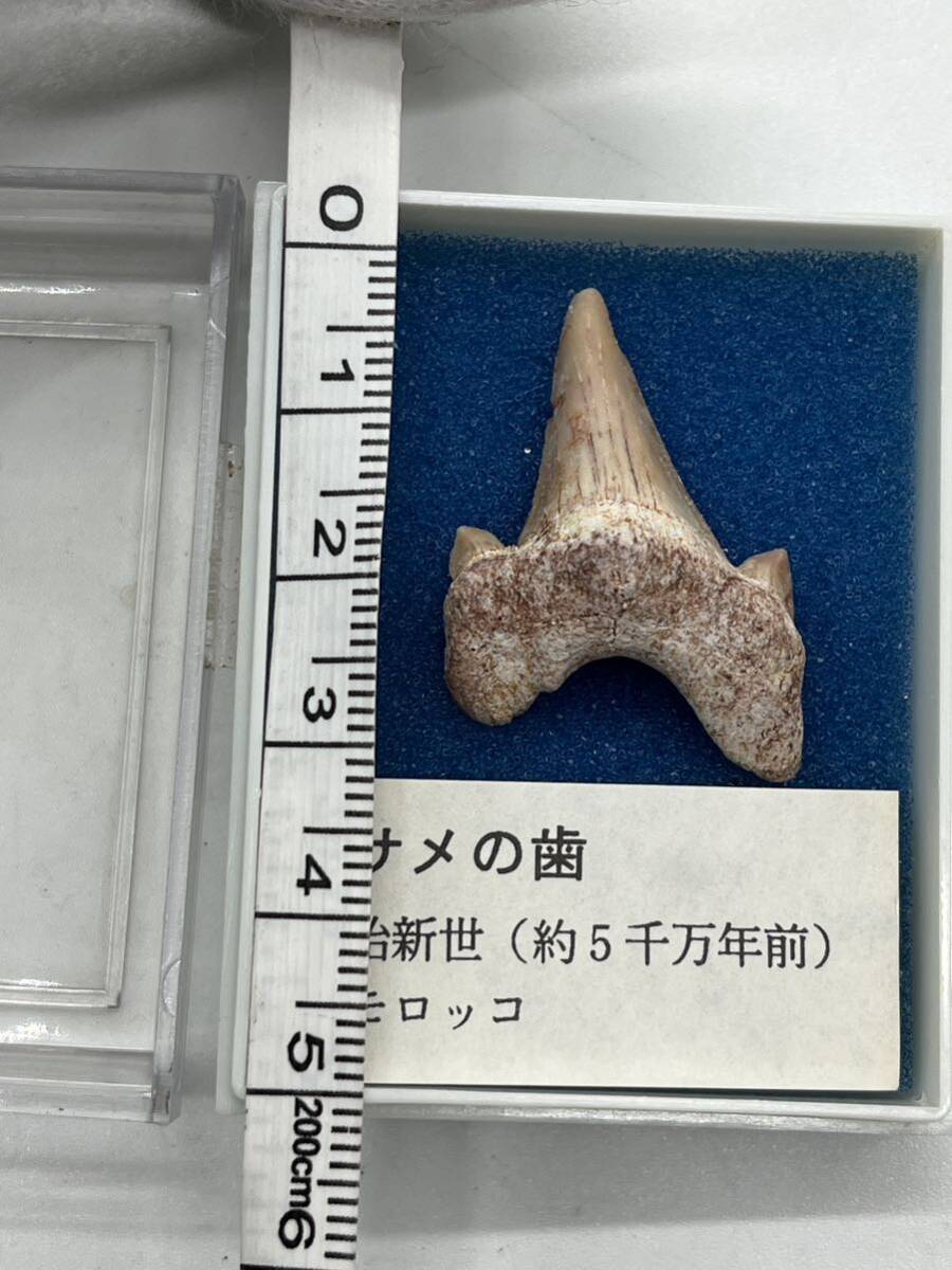 【1円〜】サメの歯　化石_画像7