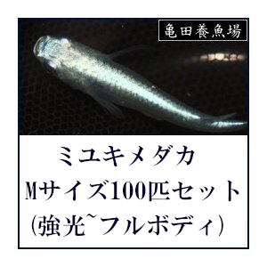 メダカ / ミユキめだか Mサイズ100匹セット (強光~フルボディ) 青白ミックス 幹之めだか みゆきメダカ / 送料無料_画像1