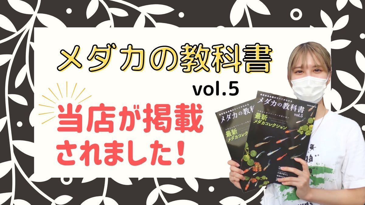 【WGA】メダカ【ミックスメダカ 300匹】業務用 餌用 おまかせ ランダム めだか 目高 生体 幹之フルボディ 紅帝と同梱可能_画像3