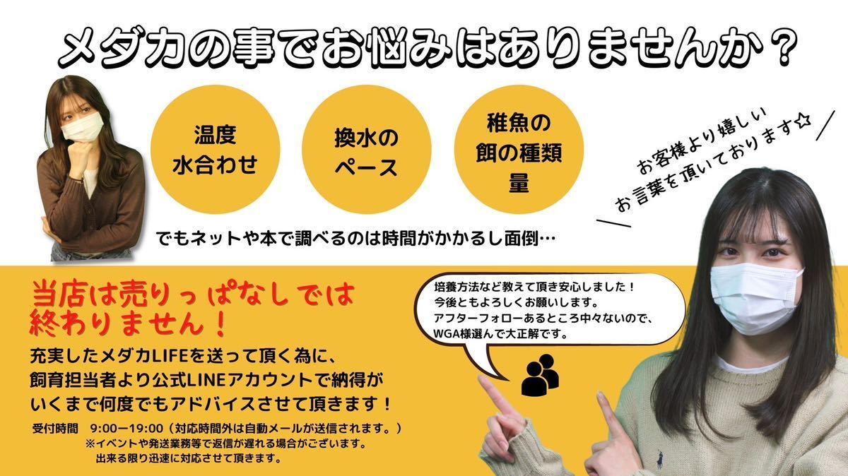 【WGA】メダカ【ミックスメダカ 300匹】業務用 餌用 おまかせ ランダム めだか 目高 生体 幹之フルボディ 紅帝と同梱可能_画像5