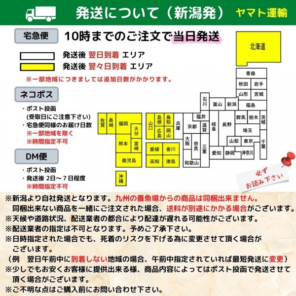 メダカ【送料無料】人気4種類C 10匹＋餌 楊貴妃 オロチ 幹之フルボディ サファイア ミジンコ ゾウリムシ PSBと同梱可能 生クロレラ同梱不可_画像7