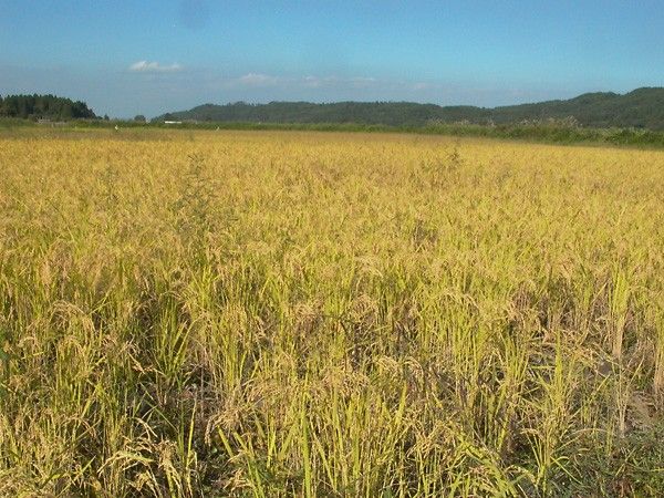 乾燥稲藁　無農薬稲わら　藁　かつおのたたき　ペットのマット　納豆作り　オーガニック　ネコポス箱いっぱい リース