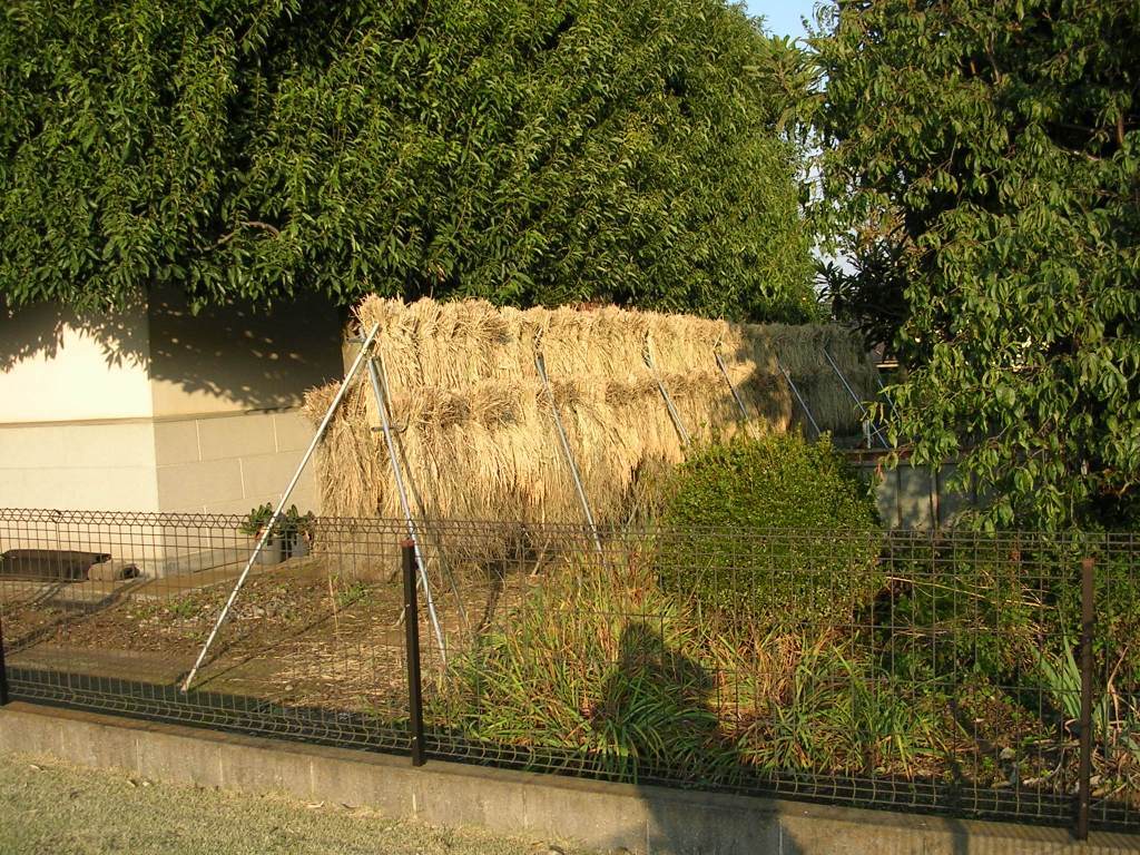 陸稲もち・種もみ②　0.8kg　炭素循環農法・安心の無農薬／無肥料栽培_画像5