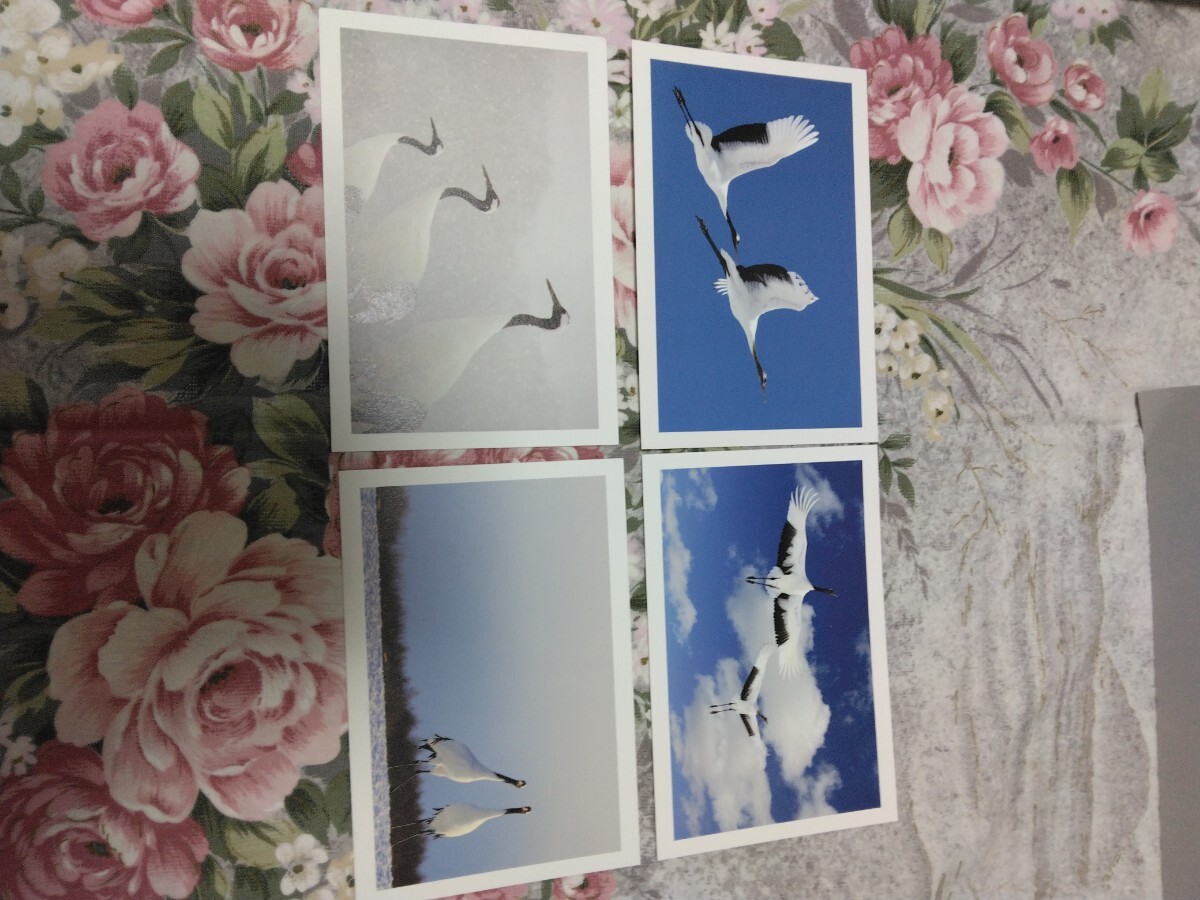 送料込! JAL 日本航空「タンチョウヅル」ポストカード 4枚セット (丹頂鶴・飛行機・エアライン・絵葉書・絵はがきの画像1