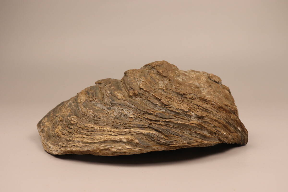 【T394】希少品 三億年前 貝化石 台付 三次市酒屋町発掘 化石 鉱物 歴史資料_画像7