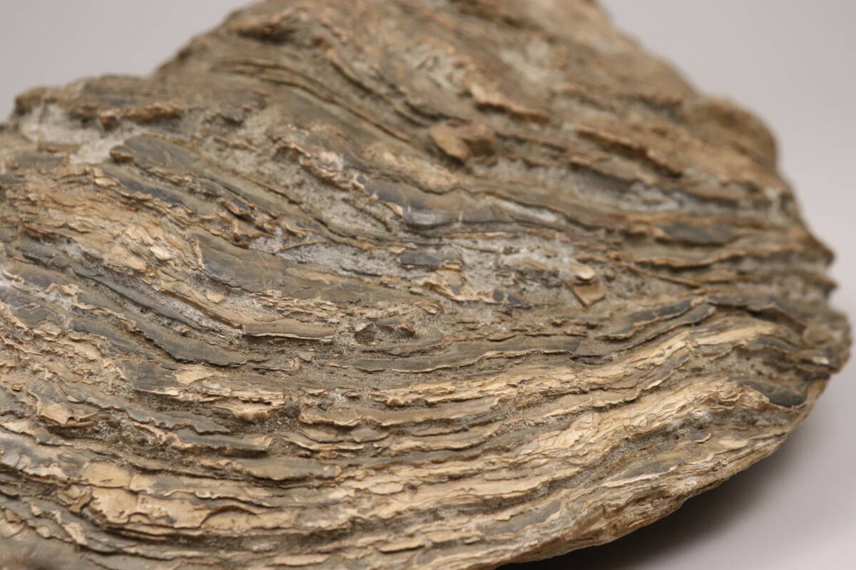 【T394】希少品 三億年前 貝化石 台付 三次市酒屋町発掘 化石 鉱物 歴史資料_画像9
