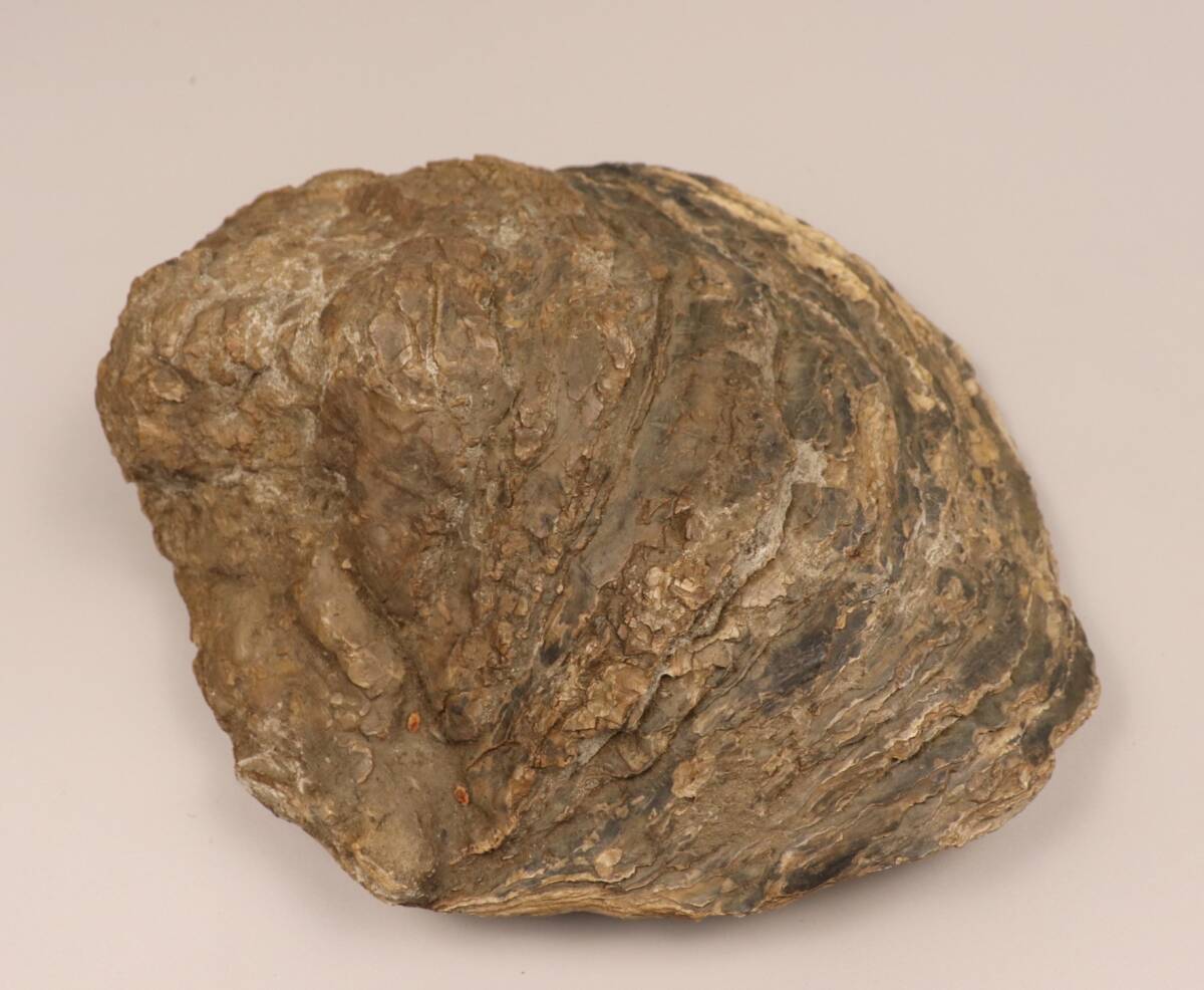 【T394】希少品 三億年前 貝化石 台付 三次市酒屋町発掘 化石 鉱物 歴史資料_画像8