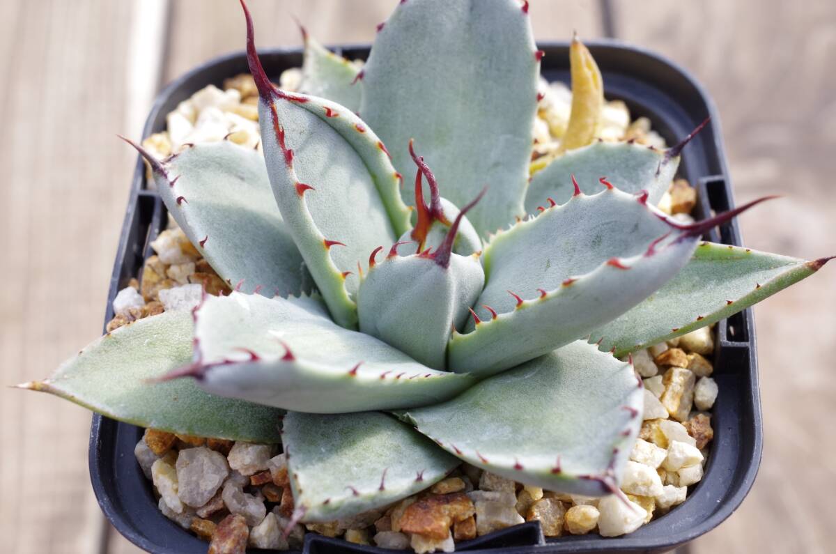 【レア種】アガベ パリー トランカータ 'ベッドオブネイルズ' Agave parryi var. truncata 'Bed of Nails' 自家繁殖苗 ※宅急便のみの画像3