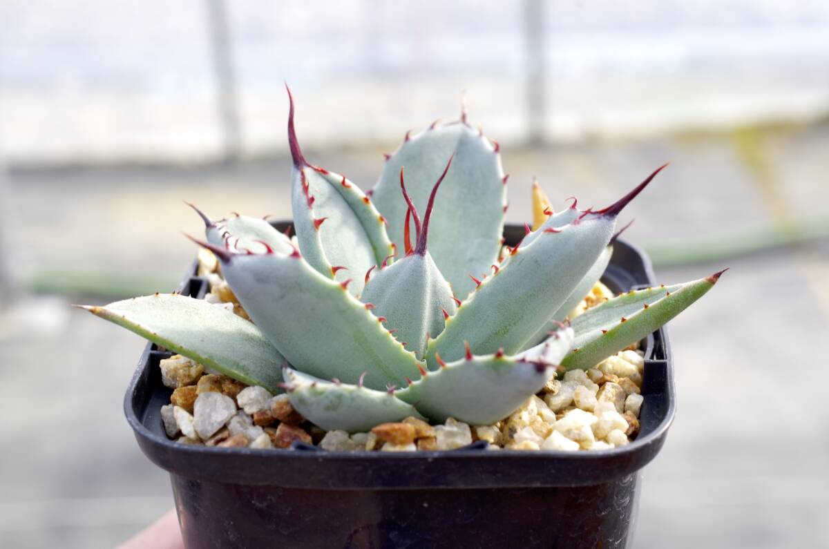 【レア種】アガベ パリー トランカータ 'ベッドオブネイルズ' Agave parryi var. truncata 'Bed of Nails' 自家繁殖苗 ※宅急便のみの画像1