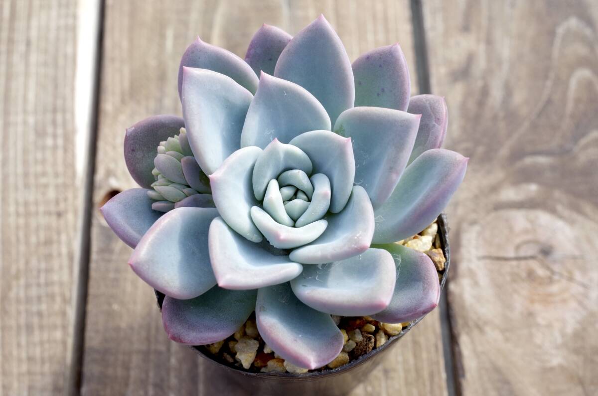 【極美種】グラプトベリア ルージュ Graptoveria'Rouge' サボテン相談室 自家繁殖苗 多肉植物 検)エケベリア_画像4